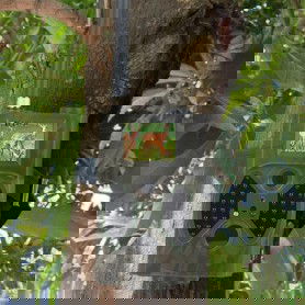 Dr. Phone-DrPhone DC1 – Digitale Wildlife Camera – Bewegingssensor – LCD Scherm – MMS Functie – Camouflage Groen€ 129,95€ 107,40DrPhoneCamera 8720118089385